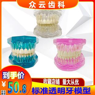 牙科口腔教学模型标准牙齿透明水B晶模型全口28颗假牙模牙不可拆