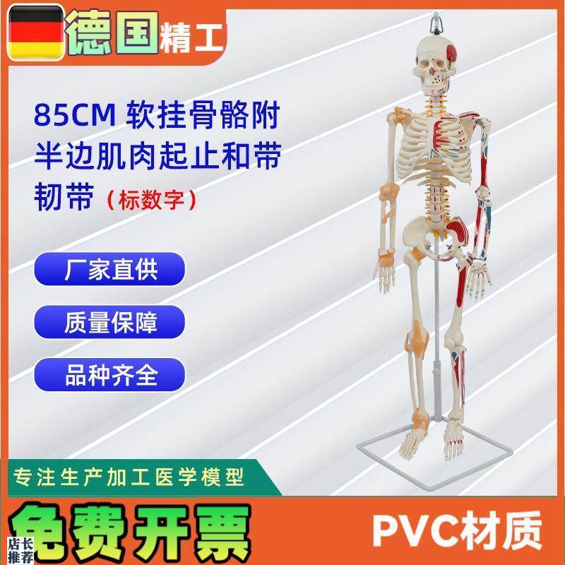 85CM软挂骨骼附半边肌肉x起止标数字和带韧带医学教学骨骼模型