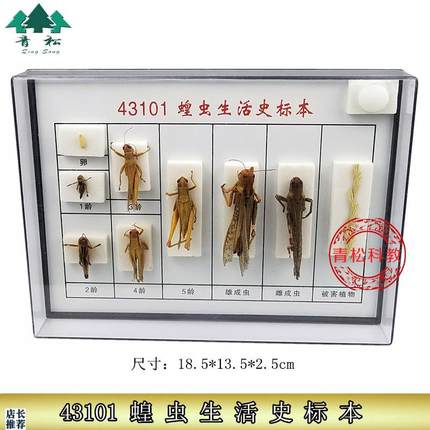 蝗虫生活史标本J4310s1初中高中生物实验教学仪器器材标本实验