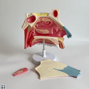 康泰医学模型鼻腔放大解剖鼻x中隔神经粘膜软骨上颚口腔牙齿上颌