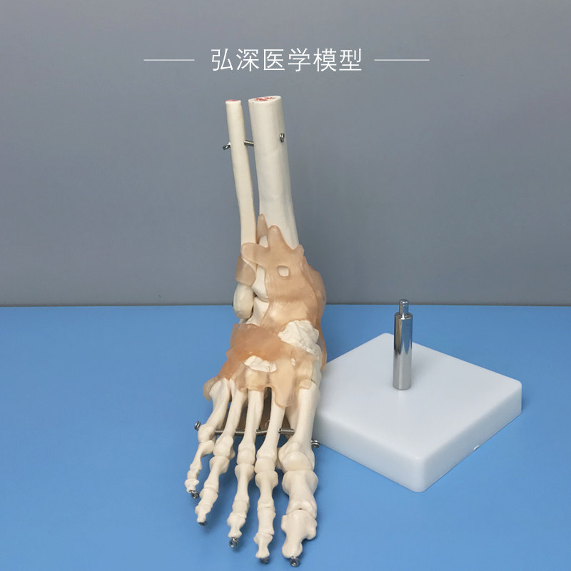 脚骨模型人体脚踝关节附s韧带脚掌部骨骼结构足部趾骨医学教学模