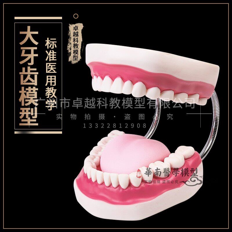 口腔模型牙齿模型幼儿园教具儿童刷牙玩K具牙齿牙科模型假牙模型
