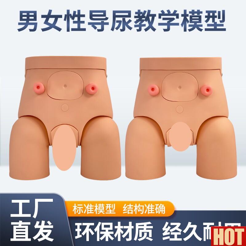 级男女可互换内外生殖器导尿模型教w学仿真人体导尿直观练习模具