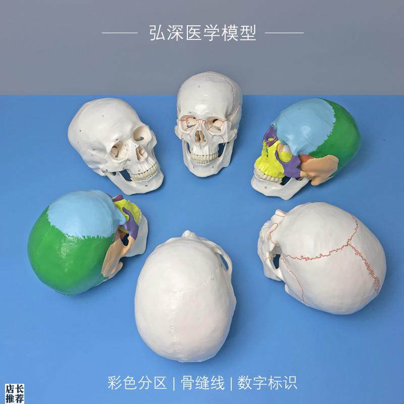 成人头颅骨d模型骨缝线数字标识彩色分区人体骨骼结构骷髅教学模