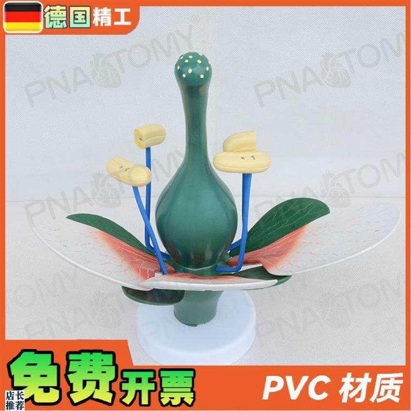 德国】桃花双子j叶花绿色花蕊植物构造放大结构解剖模型生物教学