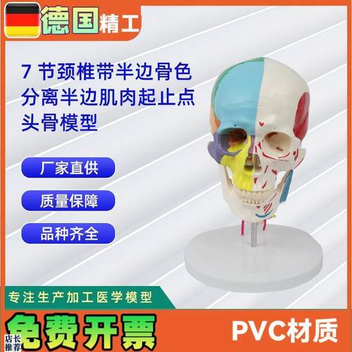 7节颈椎带半边骨色分离半边肌C肉起止点头骨模型医药教学器材