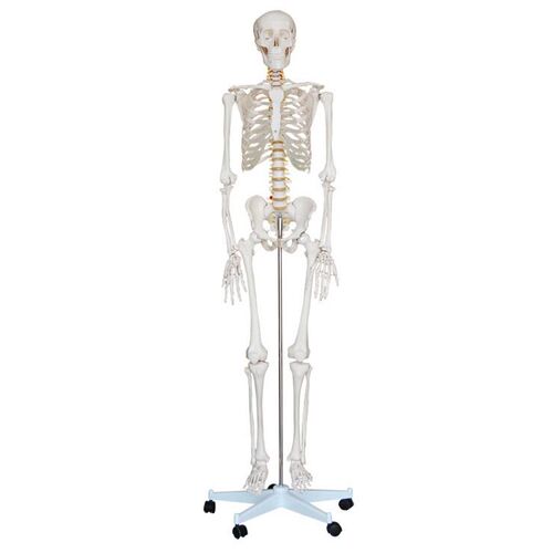 人体骨骼模o型(高170cm)