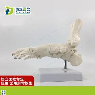 艺用医用脚关节模型足踝关节y手足外科骨科标本骨骼模型11仿真