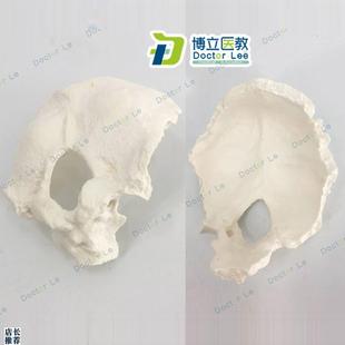 人体颈椎带颈动脉后枕骨椎间盘与神经骨科模型枕骨Z模型骨骼标