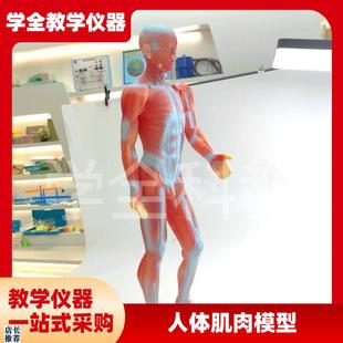 人体肌肉模型g人体全身肌肉模型85cm课堂生物教学仪器材实验器材