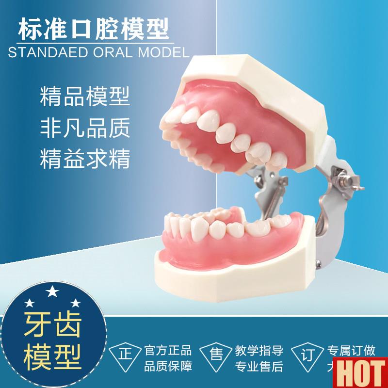 准牙颌模型备牙排龈练m习 牙粒 牙齿 可替换 欧美标准28颗牙模型