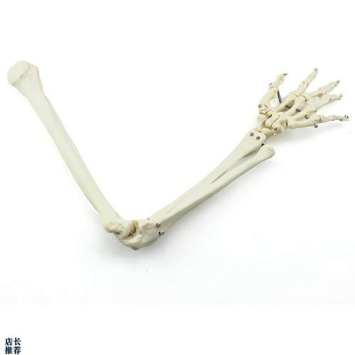 ENOVO颐诺人体上肢r骨模型肘关节腕关节模型肱骨尺骨桡骨掌骨指骨