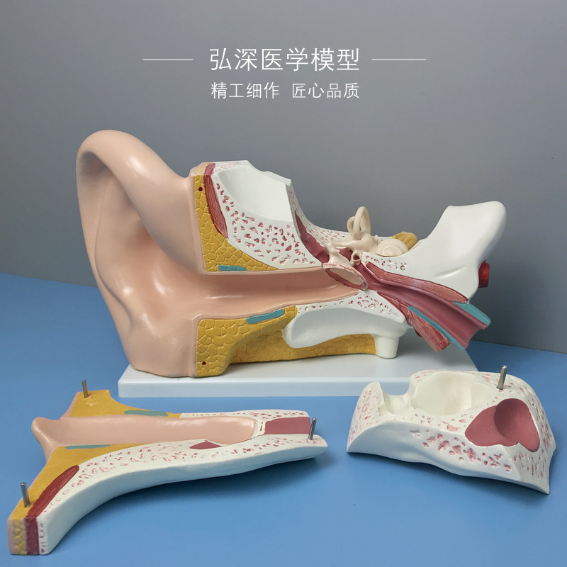 耳朵放大模型五倍耳道人体器官解剖结G构儿童教学模具弘深医学模