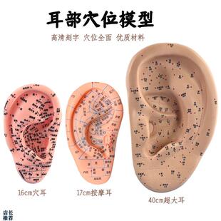 针灸按摩耳朵穴位经络模型超清晰中医耳朵针灸按V摩耳穴教学练习