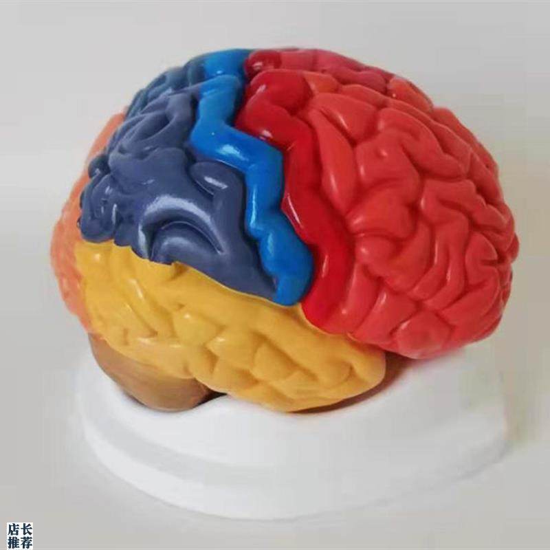 大脑模型脑分区脑干o大脑小脑部构造关系脑功能区解剖听觉区运动