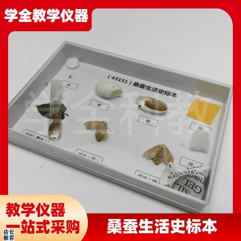 科普教学用动物标本43151x桑蚕生活史发育标本真实昆虫标本科普用