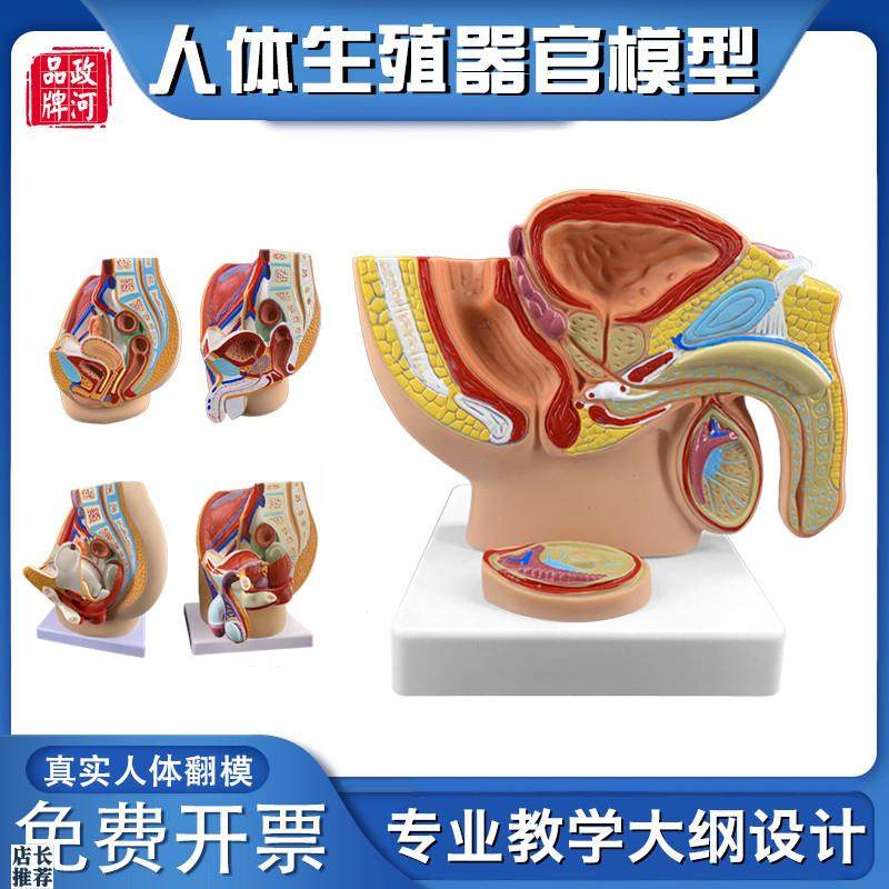 政河男女性生殖器官结构解剖人体盆腔子宫矢状系统U教学医院学校