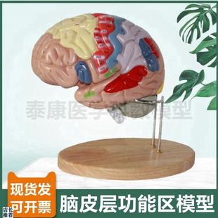 2倍大脑模型大脑皮层功能区可拆卸专业款M拼装脑组织血管中枢神经
