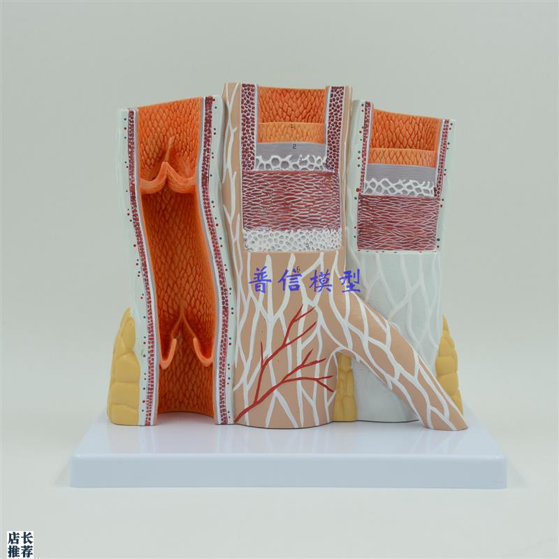 动静脉模型血管模型动脉静脉模I型教医用血管解剖模型