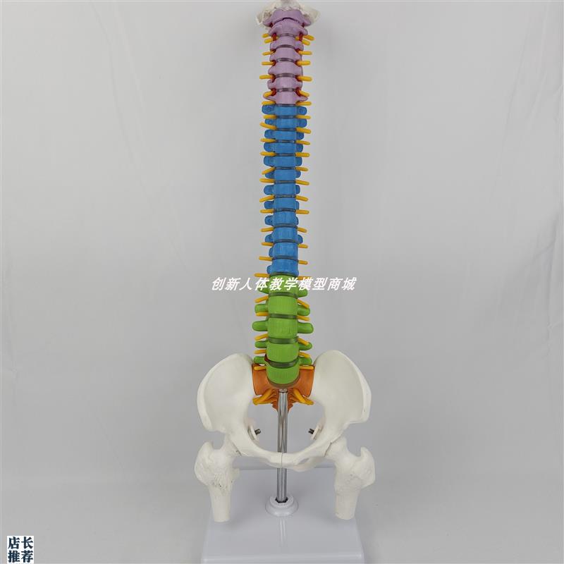 人体脊柱模型颈椎脊椎腰椎盆骨神经骨骼骨架正骨医用W教学玩具演