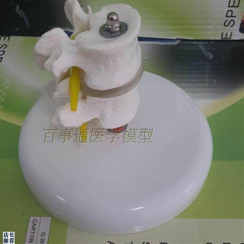 人体模型2节腰椎带椎间盘神经医用H教具教学模型人体骨骼模型,玩具/童车/益智/积木/模型,其他模型玩具,淘宝优惠券,粉丝福利购,淘宝优惠卷