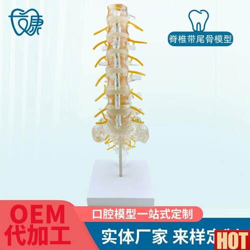 明腰椎带尾n骨椎间盘脊神经骶骨尾椎骨模型脊椎脊柱骨科立体教学