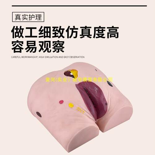 疮压疮护理模型 高级老年人褥疮压疮护理模型 医F学用教学模型