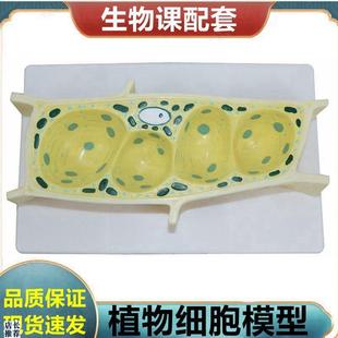 植物细胞模型叶绿体玉米籽v芽结构荠菜胚发育过程根尖解剖单子叶