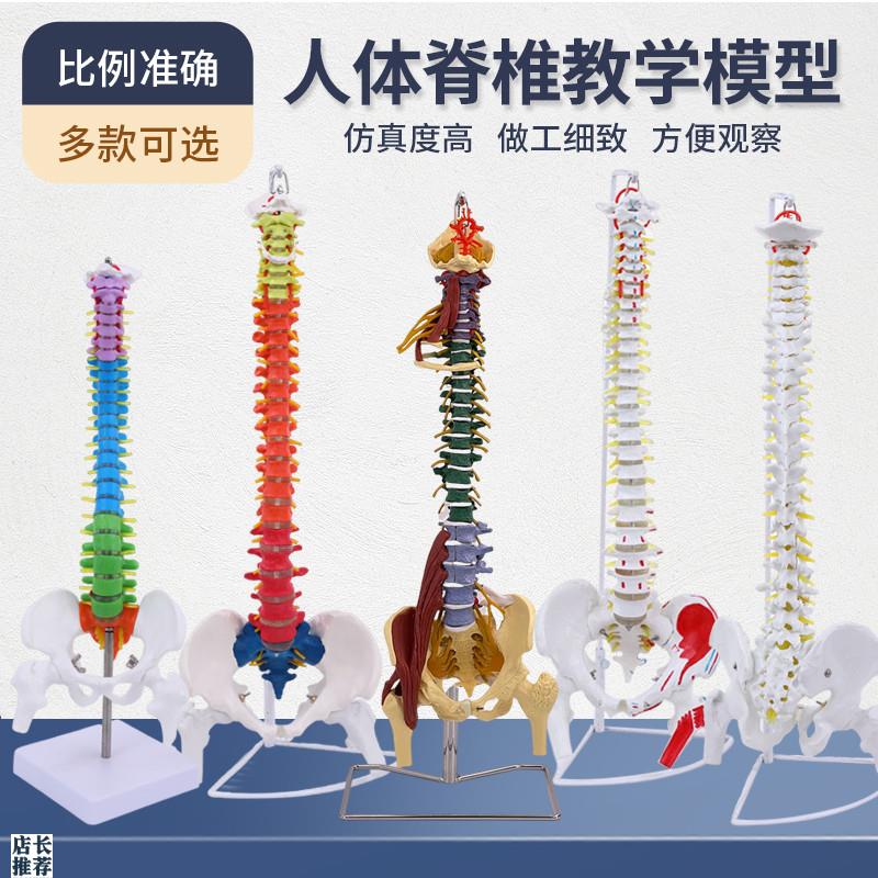 仿真人体脊柱骨骼脊椎模型成w人1:1带颈椎胸椎尾椎椎骨骨盆模型