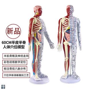 超清晰60CgM人体针灸模型半肌肉骨骼内脏模型中医经络穴位模型