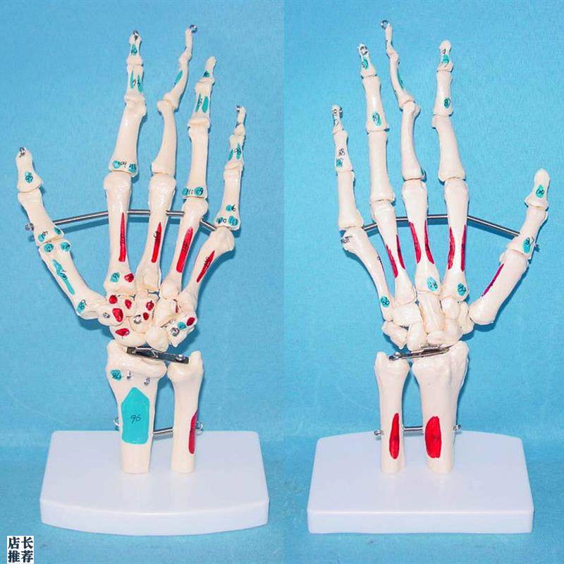 自然大手关节骨骼肌肉v着色模型人体.骨架医用教学讲解