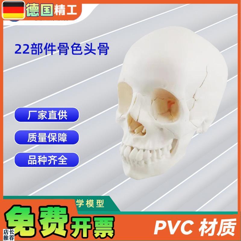 22部件骨色头骨可拆分模型人体骨骼模型教学模N型26*17*22CM