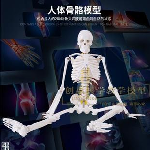 人体骨骼模型85CM肌肉着色骨架模型骨骼标T本骨架附血管神经