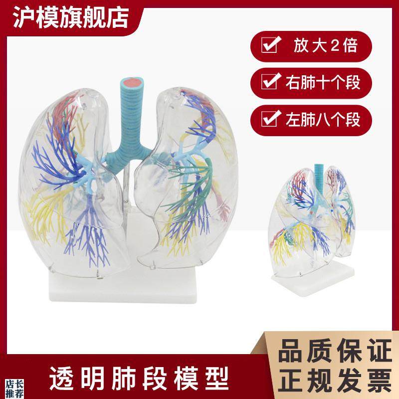 沪模HM/XC330透明肺段模型肺部解剖示教人体解剖学气管教具支U气