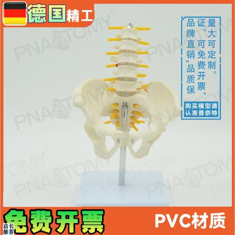 小型5节腰椎带骨盆脊神经骨z骼模型教学妇产科骨科疼痛科标本