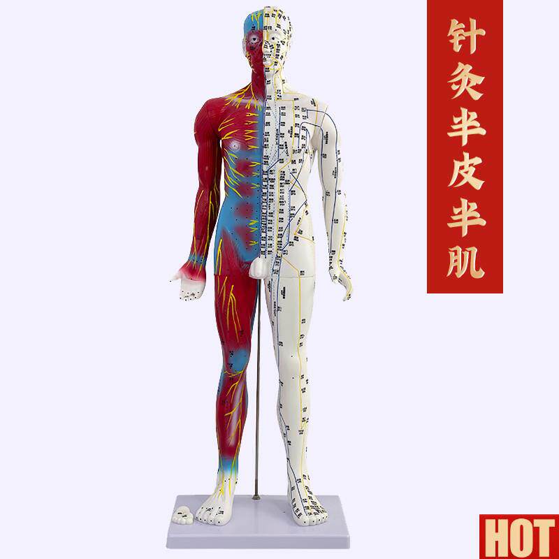 0cm刻字超清晰 男性 人体经络i模型 中医铜人针灸穴位带肌肉解剖