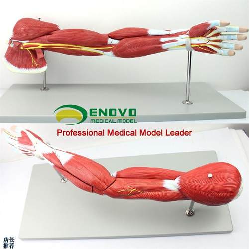 ENOVO医学人体上肢r肌肉解剖模型手臂神经血管动静脉结构胳膊肌肉