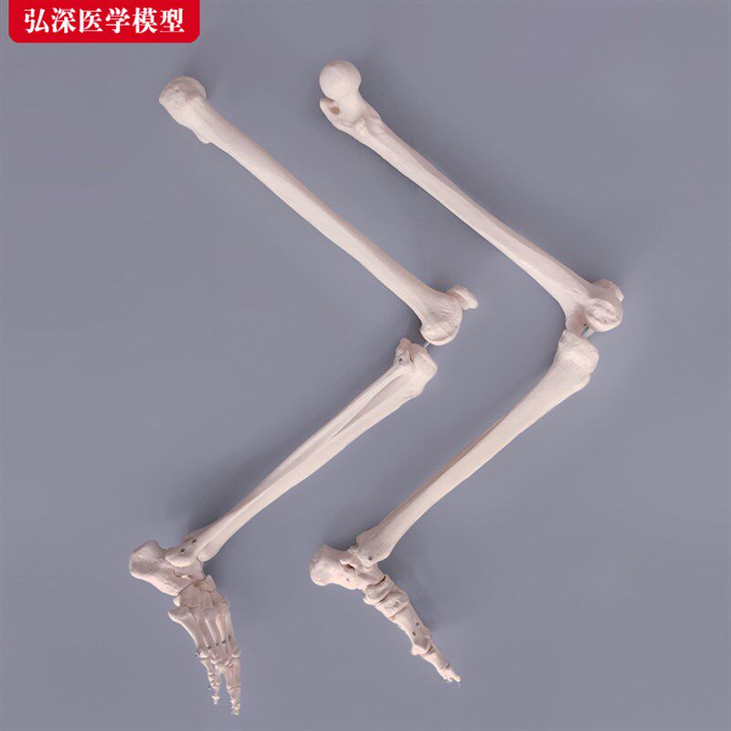 腿骨模型人体下肢关节股骨胫骨腓骨脚掌骨骼结Q构医学教学教具模