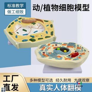 动物植物细胞模型显微结s构解剖模型细胞膜细胞质细胞核线粒体