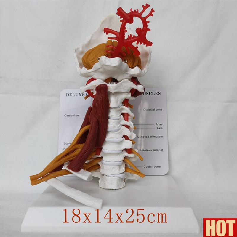 邮人体颈椎带神经T肌肉骨骼模型 颈动脉后枕骨教学 医用讲解展示