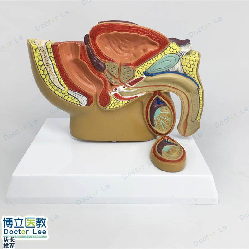 人体小型男性前列腺模型盆腔y睾丸前型男科泌尿科生殖系统生殖器