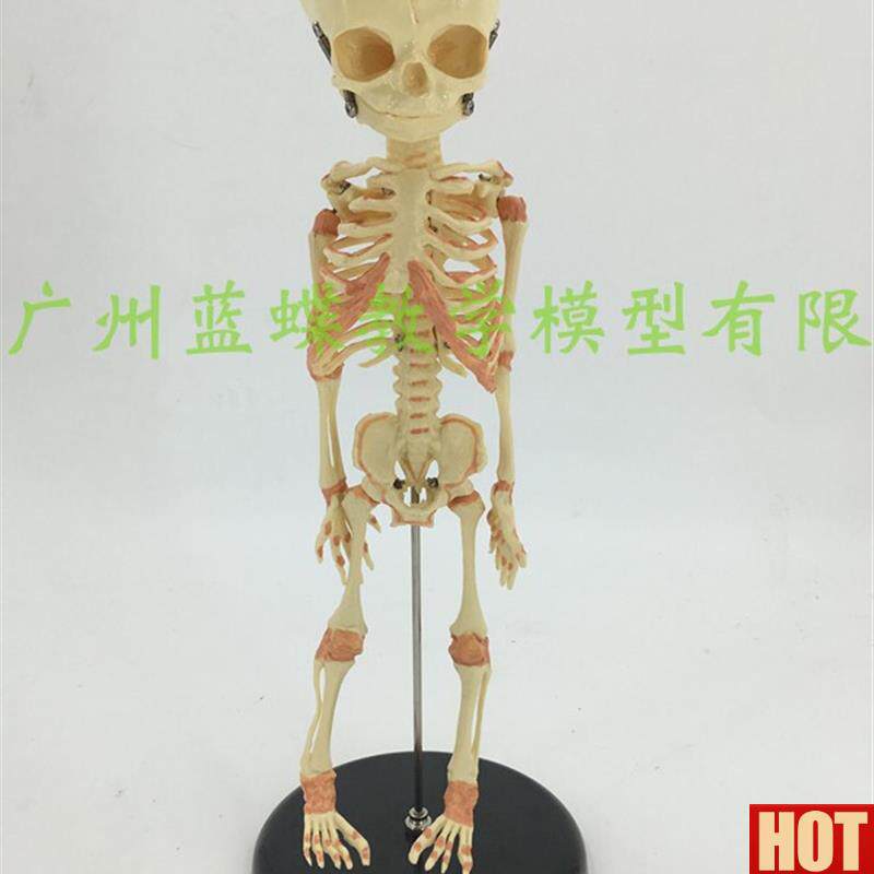 儿骷髅模型 婴t儿骨骼模型幼儿骨架人骨模型 素描人体教学