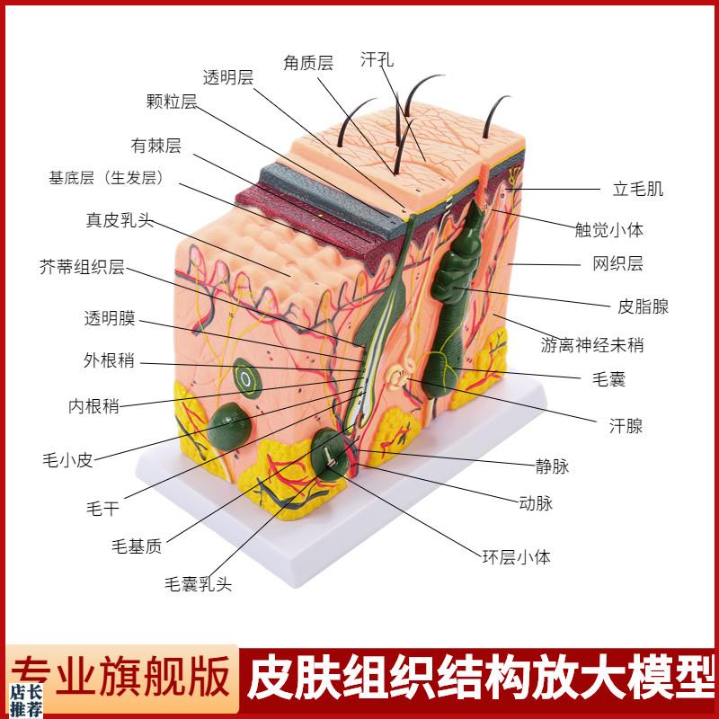 立体皮肤组d织结构放大模型层次人体构造分层解剖模具美容整形毛