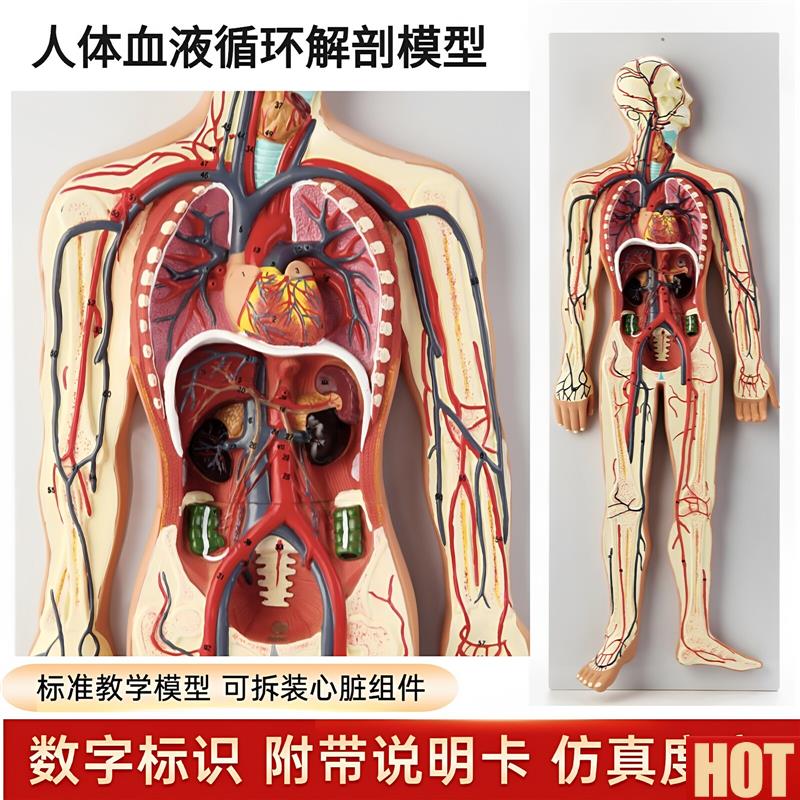 体血液循环系统模型心脏内脏血Z管器官解剖模型医院学校用教学具