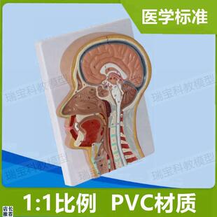 头颈部解剖模型颅脑鼻腔口舌咽喉咙气管扁桃体P鼻窦额窦五官科医