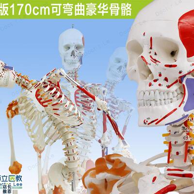 人体170cm骨骼骨o架模型韧带标肌肉起止可弯曲脊柱教学瑜伽健身房