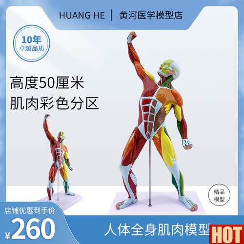 术艺用肌肉人模型医院用教学Z人体模型肌肉解剖健身系统素描教学