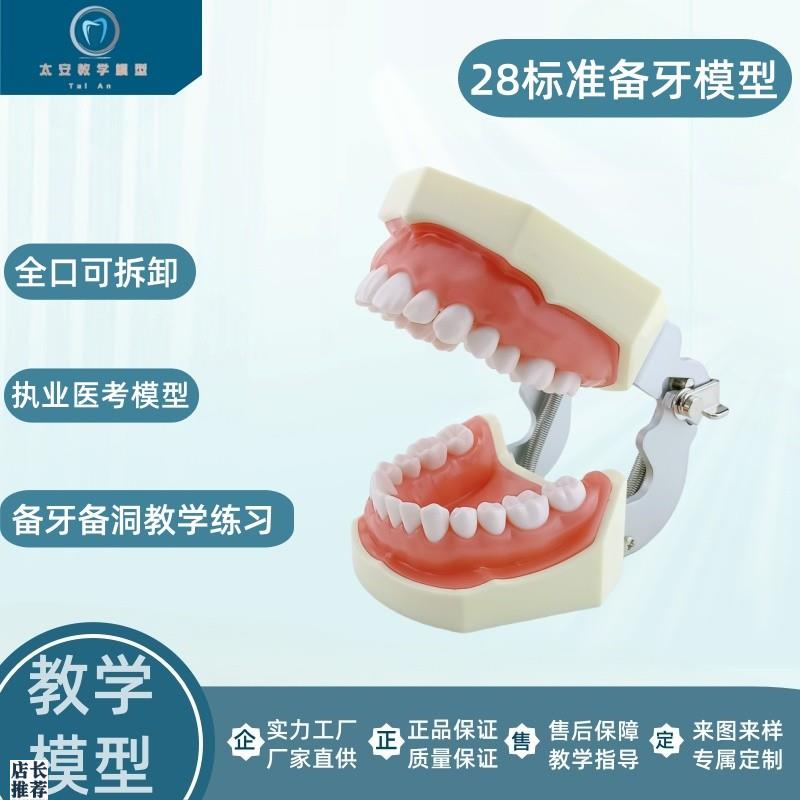 备牙练习模型牙科模型r牙齿模型仿真练习牙科口腔教学备牙模型