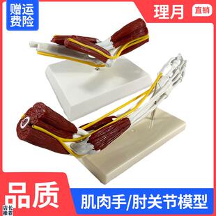 理月人体肘关f节肌肉模型血管韧带尺骨骨骼骨架医用手关节医学仿