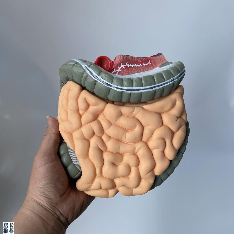 大小肠阑尾盲肠系膜淋巴结人体消化道肛肠教学模R具空回肠结肠直
